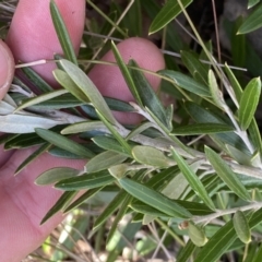 Olea europaea subsp. cuspidata at Jerrabomberra, NSW - 10 Sep 2022 04:30 PM