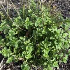 Origanum vulgare (Oregano) at Jerrabomberra, NSW - 10 Sep 2022 by SteveBorkowskis