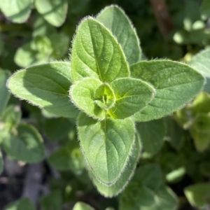 Origanum vulgare at Jerrabomberra, NSW - 10 Sep 2022 04:27 PM