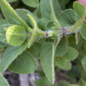 Origanum vulgare at Jerrabomberra, NSW - 10 Sep 2022 04:27 PM