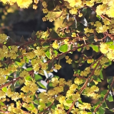 Acacia pravissima (Wedge-leaved Wattle, Ovens Wattle) at Murrumbateman, NSW - 10 Sep 2022 by abread111