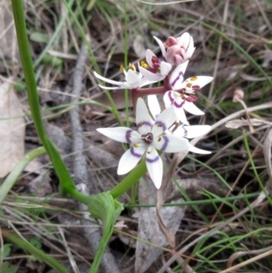 Wurmbea dioica subsp. dioica at Hawker, ACT - 10 Sep 2022