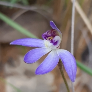 Cyanicula caerulea at Acton, ACT - 10 Sep 2022