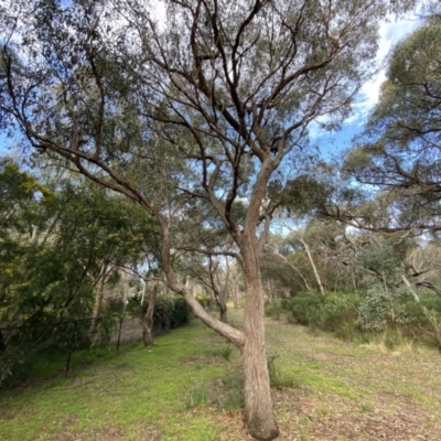 Eucalyptus macrorhyncha (Red Stringybark) at Mount Jerrabomberra QP - 10 Sep 2022 by Steve_Bok