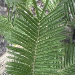 Acacia mearnsii (Black Wattle) at Mount Jerrabomberra - 10 Sep 2022 by Steve_Bok