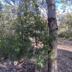 Acacia mearnsii at Jerrabomberra, NSW - 10 Sep 2022 03:56 PM