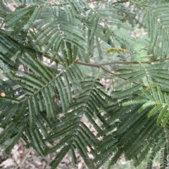 Acacia mearnsii at Jerrabomberra, NSW - 10 Sep 2022 03:56 PM