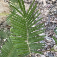 Acacia mearnsii at Jerrabomberra, NSW - 10 Sep 2022 03:56 PM