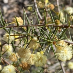 Acacia ulicifolia (Prickly Moses) at Mount Jerrabomberra - 10 Sep 2022 by Steve_Bok