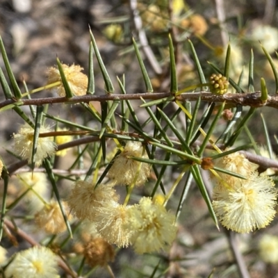 Acacia ulicifolia (Prickly Moses) at Jerrabomberra, NSW - 10 Sep 2022 by Steve_Bok