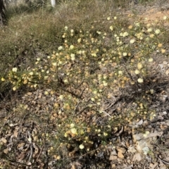 Acacia ulicifolia at Jerrabomberra, NSW - 10 Sep 2022