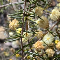 Acacia ulicifolia at Jerrabomberra, NSW - 10 Sep 2022