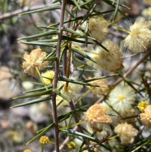 Acacia ulicifolia at Jerrabomberra, NSW - 10 Sep 2022