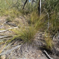 Lepidosperma laterale (Variable Sword Sedge) at Mount Jerrabomberra - 10 Sep 2022 by Steve_Bok