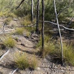 Lepidosperma laterale at Jerrabomberra, NSW - 10 Sep 2022