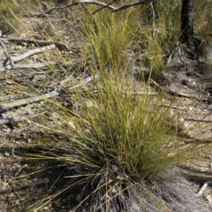 Lepidosperma laterale at Jerrabomberra, NSW - 10 Sep 2022