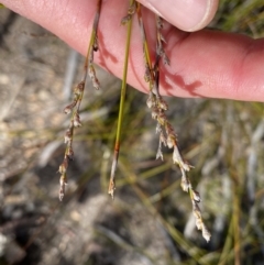 Lepidosperma laterale at Jerrabomberra, NSW - 10 Sep 2022