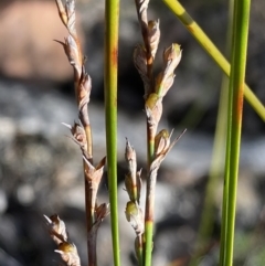 Lepidosperma laterale at Jerrabomberra, NSW - 10 Sep 2022