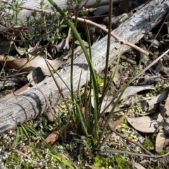 Lepidosperma laterale (Variable Sword Sedge) at Mount Jerrabomberra - 10 Sep 2022 by Steve_Bok