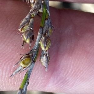 Lepidosperma laterale at Jerrabomberra, NSW - 10 Sep 2022