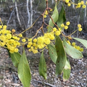 Acacia pycnantha at Jerrabomberra, NSW - 10 Sep 2022 02:40 PM