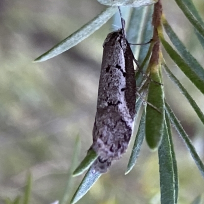 Philobota stella (A concealer moth) at Mount Jerrabomberra - 10 Sep 2022 by SteveBorkowskis