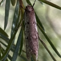 Philobota stella at Jerrabomberra, NSW - 10 Sep 2022