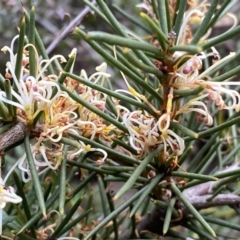 Hakea decurrens subsp. decurrens (Bushy Needlewood) at Jerrabomberra, NSW - 10 Sep 2022 by SteveBorkowskis