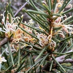 Hakea decurrens subsp. decurrens (Bushy Needlewood) at Jerrabomberra, NSW - 10 Sep 2022 by Steve_Bok