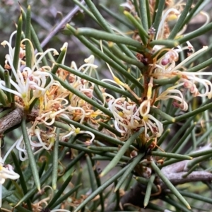 Hakea decurrens subsp. decurrens at Jerrabomberra, NSW - 10 Sep 2022