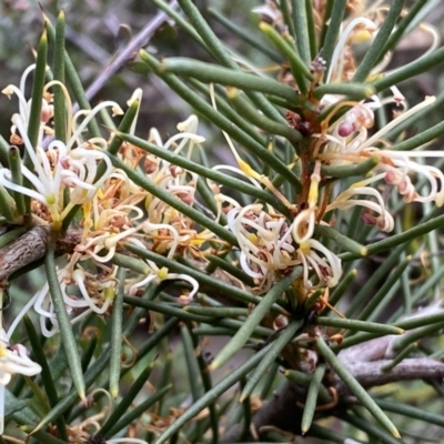 Hakea decurrens subsp. decurrens (Bushy Needlewood) at Jerrabomberra, NSW - 10 Sep 2022 by SteveBorkowskis