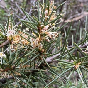 Hakea decurrens subsp. decurrens at Jerrabomberra, NSW - 10 Sep 2022