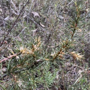 Hakea decurrens subsp. decurrens at Jerrabomberra, NSW - 10 Sep 2022