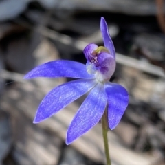 Cyanicula caerulea (Blue Fingers, Blue Fairies) at Jerrabomberra, NSW - 10 Sep 2022 by Steve_Bok