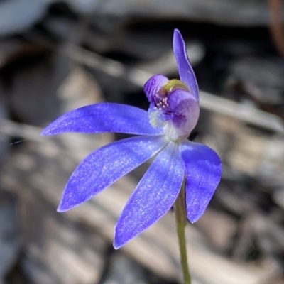 Cyanicula caerulea (Blue Fingers, Blue Fairies) at Jerrabomberra, NSW - 10 Sep 2022 by SteveBorkowskis