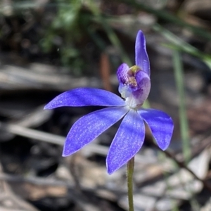 Cyanicula caerulea at Jerrabomberra, NSW - 10 Sep 2022