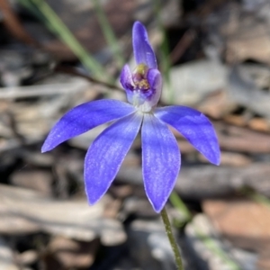 Cyanicula caerulea at Jerrabomberra, NSW - 10 Sep 2022