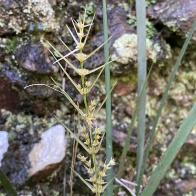 Lomandra longifolia (Spiny-headed Mat-rush, Honey Reed) at Mount Jerrabomberra QP - 10 Sep 2022 by Steve_Bok