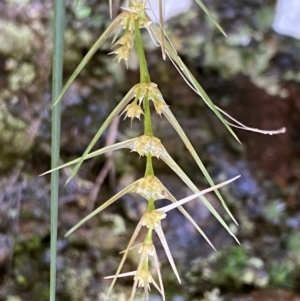 Lomandra longifolia at Jerrabomberra, NSW - 10 Sep 2022