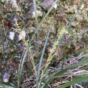 Lomandra longifolia at Jerrabomberra, NSW - 10 Sep 2022