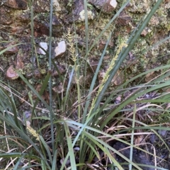 Lomandra longifolia at Jerrabomberra, NSW - 10 Sep 2022