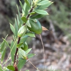 Styphelia triflora (Five-corners) at Jerrabomberra, NSW - 10 Sep 2022 by SteveBorkowskis