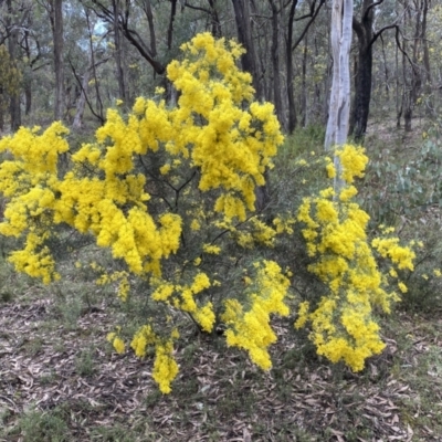 Acacia boormanii (Snowy River Wattle) at Jerrabomberra, NSW - 10 Sep 2022 by SteveBorkowskis