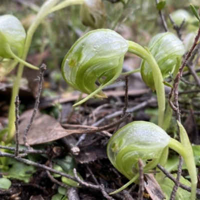 Pterostylis nutans (Nodding Greenhood) at Jerrabomberra, NSW - 10 Sep 2022 by SteveBorkowskis