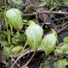 Pterostylis nutans at Jerrabomberra, NSW - 10 Sep 2022