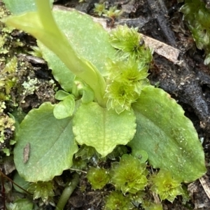 Pterostylis nutans at Jerrabomberra, NSW - 10 Sep 2022