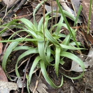 Luzula densiflora at Jerrabomberra, NSW - 10 Sep 2022