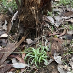 Luzula densiflora at Jerrabomberra, NSW - 10 Sep 2022