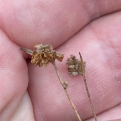 Luzula densiflora at Jerrabomberra, NSW - 10 Sep 2022