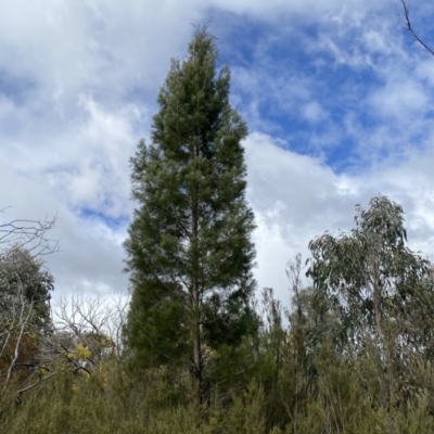 Callitris endlicheri (Black Cypress Pine) at Jerrabomberra, NSW - 10 Sep 2022 by Steve_Bok